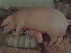 Classic vintage bestial porn as big pig fucking woman